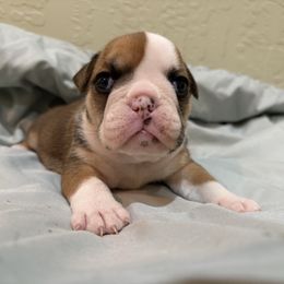 Griddle cakes - Red and white female Bulldog puppy in Wolf Creek, Oregon from Dejah Bleu Bulldogs