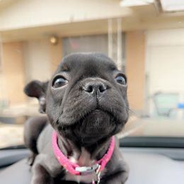 French Bulldog Puppies from Irlbeck Farm