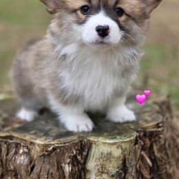 L2 - Red female Pembroke Welsh Corgi puppy in Jacksonville, Texas from ArmnalegRanch LLC