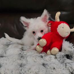 Filip - White male Chinese Crested puppy in Amarillo, Texas from Victoria's Chinese Cresteds Long Star Angels
