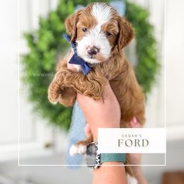 F O R D - Red  male Goldendoodle puppy in Cedar City, Utah from Cedar Doodles- Home of the Teddybear Goldendoodle