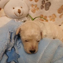Elliot - White male Poodle puppy in Blanch, North Carolina from Faithful Hearts Kennel