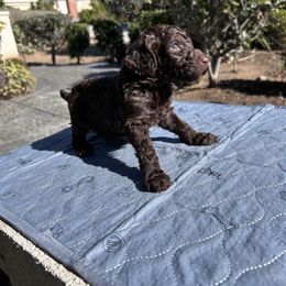 Clove Garland - Brown female Poodle puppy in Corona, California from Garden Of Poodles