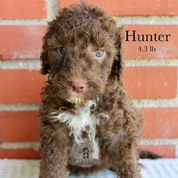 Hunter - Brown and white male Sheepadoodle puppy in Comanche, Texas from Central Texas Doodles, LLC.