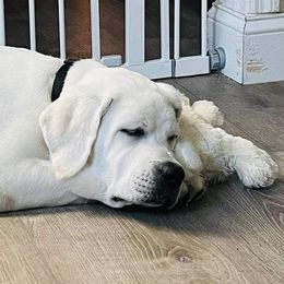 Labrador Retriever All Grown Up from Chateau St. John