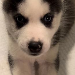 Siberian Huskies from Childree's Huskies