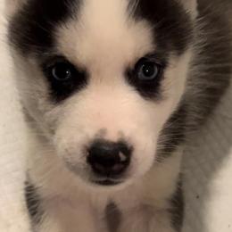 Siberian Huskies from Childree's Huskies