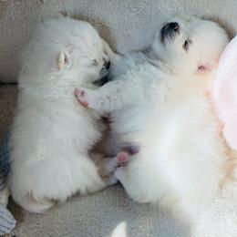 Alisa - Cream female Pomeranian puppy in Pavilion, New York from Calverton Pomeranians
