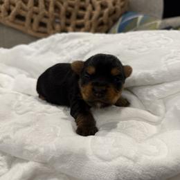 Girl - Black and tan female Yorkshire Terrier puppy in Boone, North Carolina from Coffeycup Yorkies