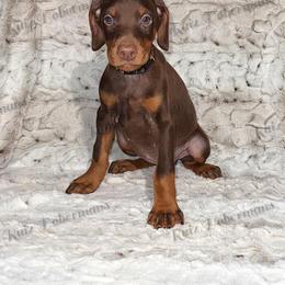 Black - Red and rust female Doberman Pinscher puppy in Louisville, Kentucky from Ruiz Dobermans