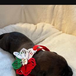 Boy blue collar - Brindle male Boxer puppy in Fall River, Massachusetts from DaCosta’s Boxers