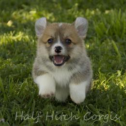 Gravy - White and red male Pembroke Welsh Corgi puppy in Williams, California from Half Hitch Corgis