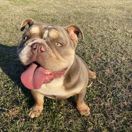 Fancy - English Bulldog