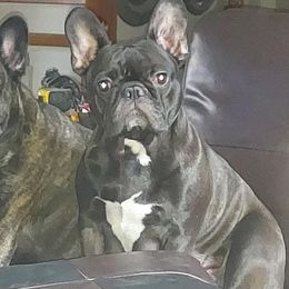 Izzy - French Bulldog