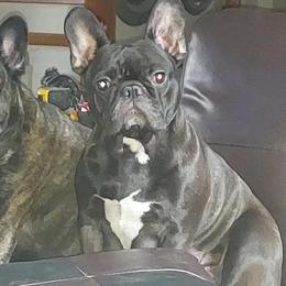 Izzy - French Bulldog