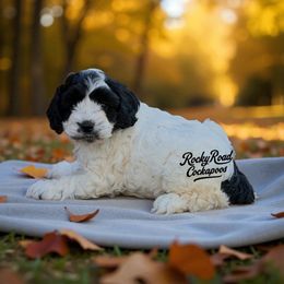 Oreo - Black and white female Cockapoo puppy in Nashville, Arkansas from Rocky Road Puppies