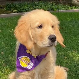 Golden Retrievers from Golden Cream Retriever