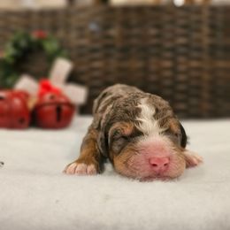 Lt Blue collar - Blue merle male Bernedoodle puppy in Shelby, North Carolina from Forever Grateful Doodles