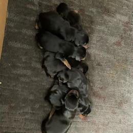 Cosmo - Black and tan male Miniature Pinscher puppy in Lancaster, Missouri from White Stone Ranch