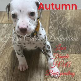 Autumn - White and liver brown Dalmatian puppy in Pocatello, Idaho from High Caliber Dalmatians