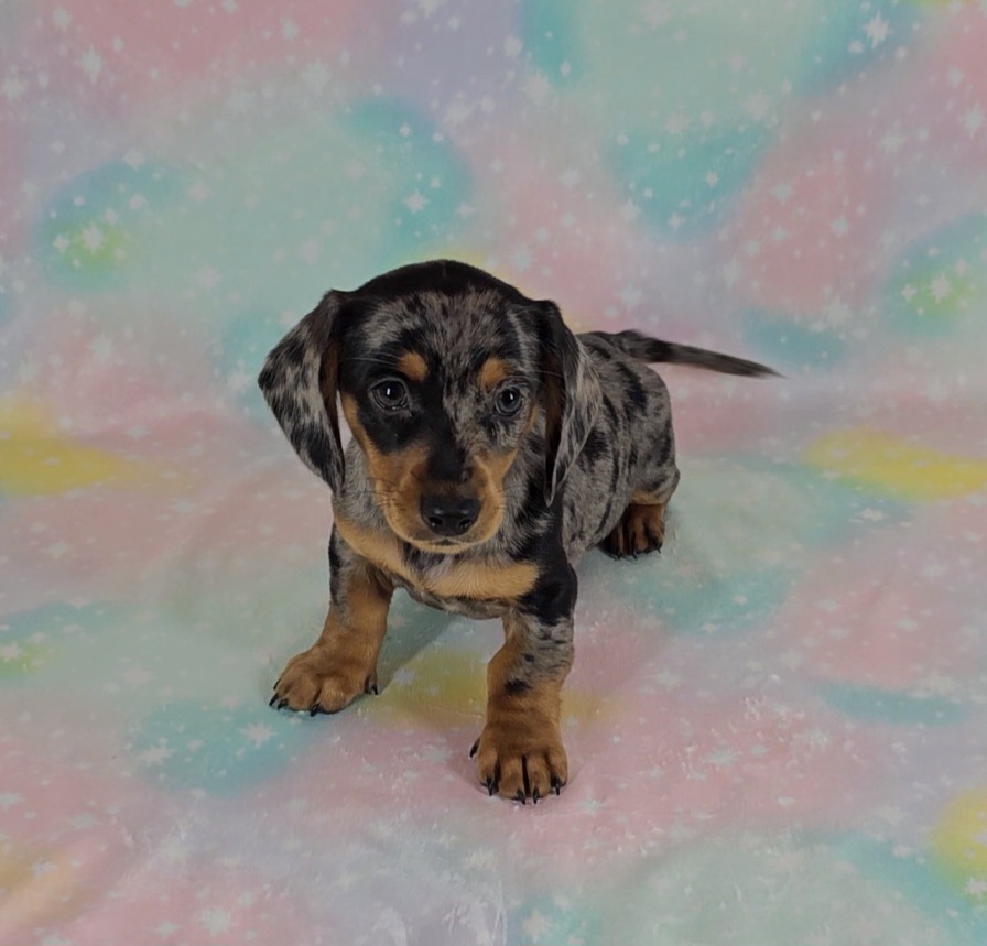 Dachshund Puppies from Newbern's Nuggets