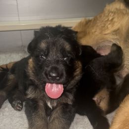 Boy 2 - German Shepherd puppy in Richfield, Minnesota from Midwest GSD LLC