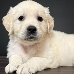 Mew - Purple - Light golden female Golden Retriever puppy in Salt Lake City, Utah from Soaring golden retrievers