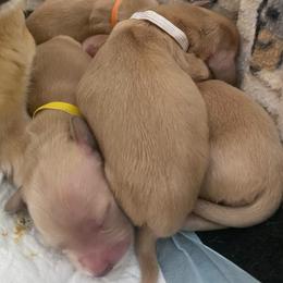 Roxy white collar - Cream female Dachshund puppy in Lake Mary, Florida from Lakeside Doxies