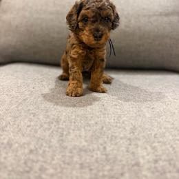 Honor - Blue merle male Bernedoodle puppy in Jacksonville, Florida from Autumn's Aussies