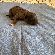Rome - Red merle male Bordoodle puppy in Republic, Missouri from Holland Hilltop Farm