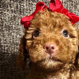 Sugar - Apricot Poodle puppy in Houston, Texas from Jomelkin Furry Pals