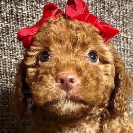 Sugar - Apricot Poodle puppy in Houston, Texas from Jomelkin Furry Pals