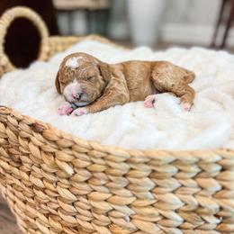 Popeye - Red  male Goldendoodle puppy in Sulphur, Louisiana from Curly Q’s Of Carlyss