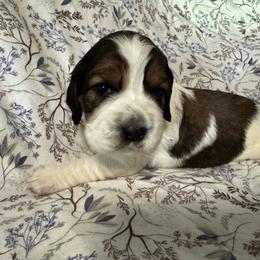 Scout (Lindy) - Liver white and tan female English Springer Spaniel puppy in Coeur D'alene, Idaho from Springer Hollow