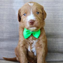 Mochi - Red  male Goldendoodle puppy in Comanche, Texas from Central Texas Doodles, LLC.