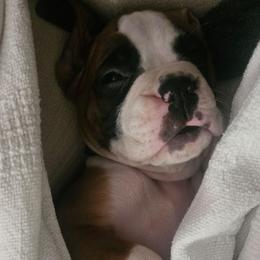 DARK GREEN COLLAR - Fawn male Boxer puppy in Gloucester, Virginia from Keen Boxers