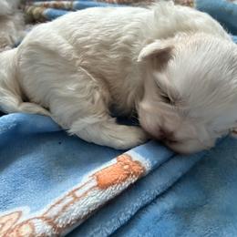 Milo - Lilac male Shih Tzu puppy in Oxon Hill, Maryland from Shihtzus4life