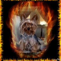 Delilah - Yorkshire Terrier