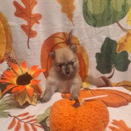 Girl 3 - White female Pomeranian puppy in Lore City, Ohio from Tonia's Pomeranians