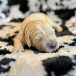 Skye - Light golden female Golden Retriever puppy in Oregon from Bliss Retrievers