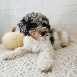 Goldendoodle and Golden Retriever Puppies from Canterbury Canines