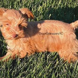 Miniature Schnauzer Puppies from Crown Schnauzers KC