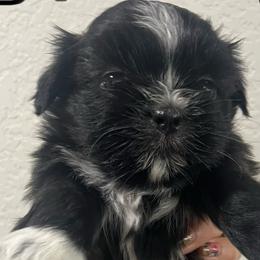 Shih Tzus from Hand Raised Shih Tzu’s