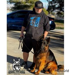 Jack - German Shepherd