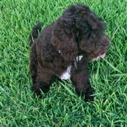 Australian Labradoodles from On Holiday Labradoodles