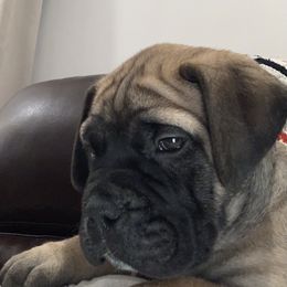 Bullmastiff Puppies from Curnwood’s Bullmastiff’s