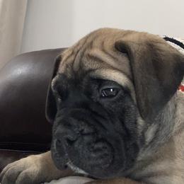 Bullmastiff Puppies from Curnwood’s Bullmastiff’s
