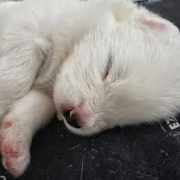 Puppy Blue - White male Samoyed puppy in Muncie, Indiana from Scarlett Creek Retrievers and Samoyeds