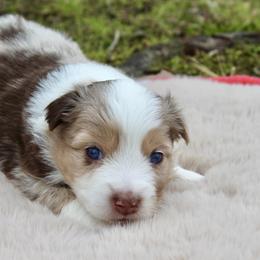 Australian Shepherd Puppies from Blush & Lace Aussie Co.