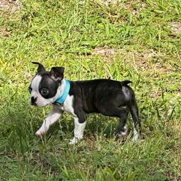 Boy 2 - Black brindle and white male Boston Terrier puppy in Conyers, Georgia from Dixe Hill Dogs
